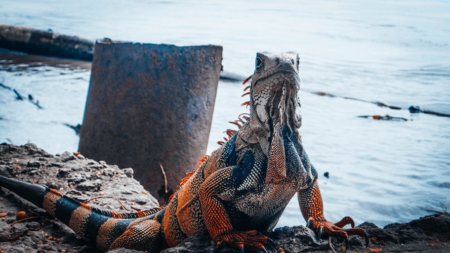 Iguana en la playa